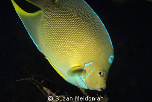 Hybrid Angel fish, part Blue and part Queen. Although the... by Suzan Meldonian 